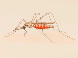 Комар малярийный обыкновенный