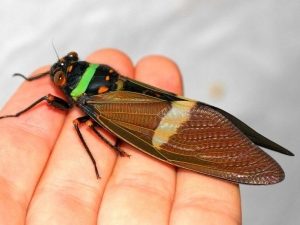 Таиландская муха цикада