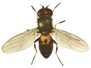 Внешний вид овсяной мухи