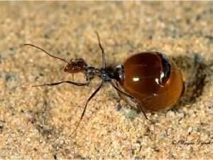 Внешний вид медовых муравьев