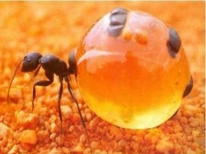 Бочка медовых муравьев