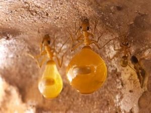 Пара медовых муравьев