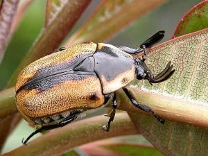 Жук Coleoptera