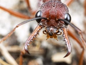 Макросъемка муравья-бульдога