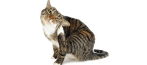Блошиный дерматит у кошек лечение фото