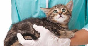 Блошиный дерматит у кошек причины и симптомы фото