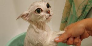 Шампунь для блох от котят фото