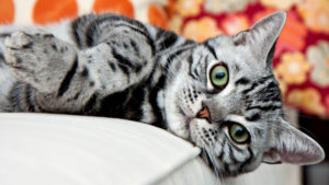 Как вывести блох у кота в домашних условиях народными средствами фото