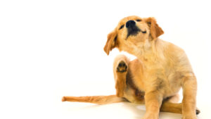 Блошиный дерматит у собаки симптомы, фото, лечение