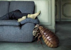 Как вывести блох из ковра и дивана в домашних условиях фото