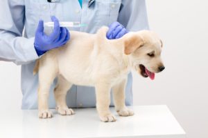 Укол от блох для собак отзывы ветеринаров фото