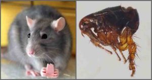 Крысиные блохи, симптомы укуса человека фото