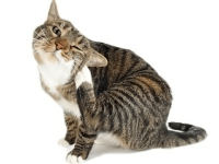 Зуд у кота при отсутствии блох