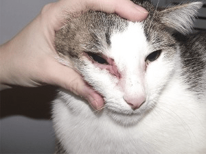 Пищевая аллергия у кошек
