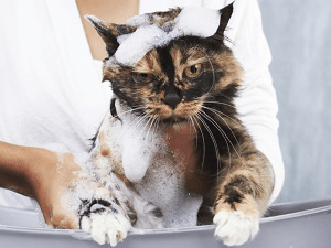 Шампунь для кошек
