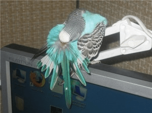 Признаки наличия паразитов у попугая