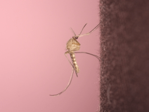 Питание комара