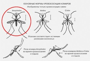 Чем малярийный комар отличается от обыкновенного