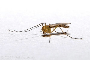 Срок жизни комара