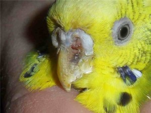 Симптомы клещей у попугаев
