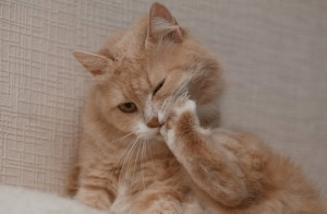 Лечение от чесоточного клеща у кошек