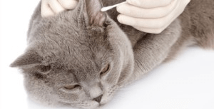 Лечение чесотки у кошек