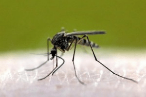 Основные сведения о тропических комарах