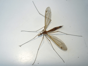 Стоит ли бояться длинноногих комаров