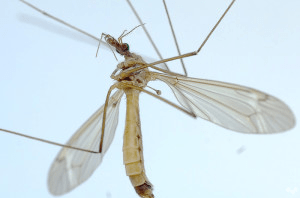 Образ жизни комара-долгоножки