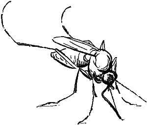 Особенности строения комара