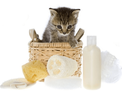 Как быстро избавить котенка от блох с помощью шампуня
