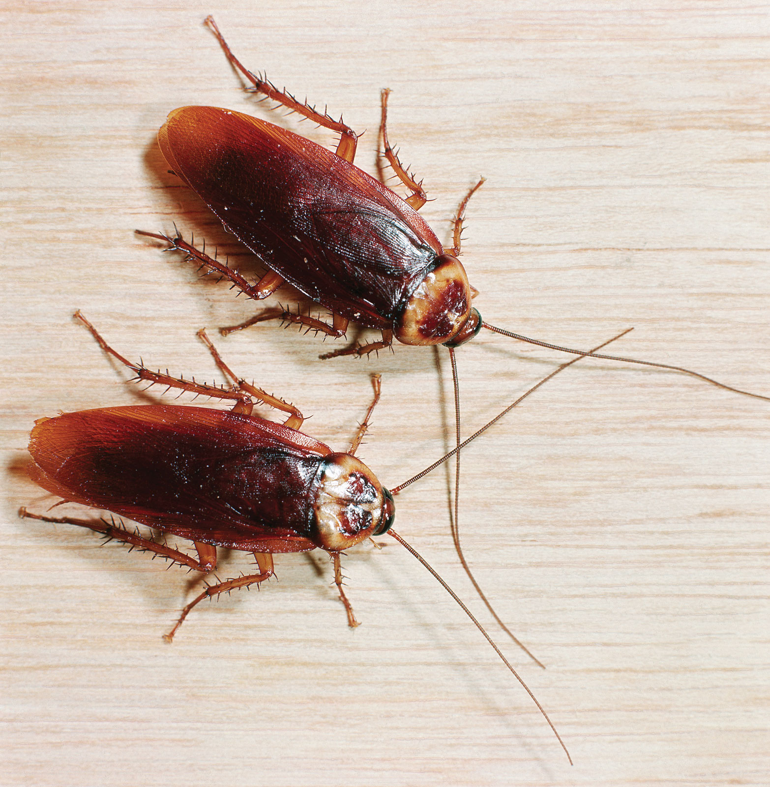 Тараканы в доме: причины появления и методы борьбы