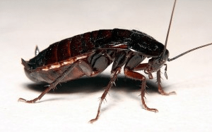 Таракан черный: внешний вид, особенности и размножение
