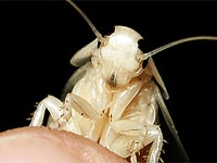 Тараканы белого цвета – в чем секрет