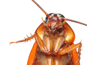 Особенности размножения тараканов