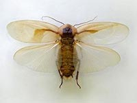 Летающие тараканы – правда или выдумка