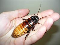 Шипящие тараканы – экзотика дома