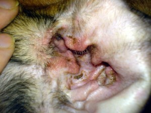 Ушной клещ у котов: симптомы, лечение и профилактика