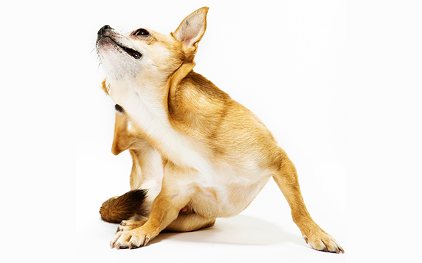 Диагностирование и лечение подкожного клеща у собак