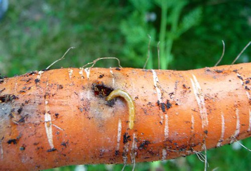 Личинки мухи в моркве