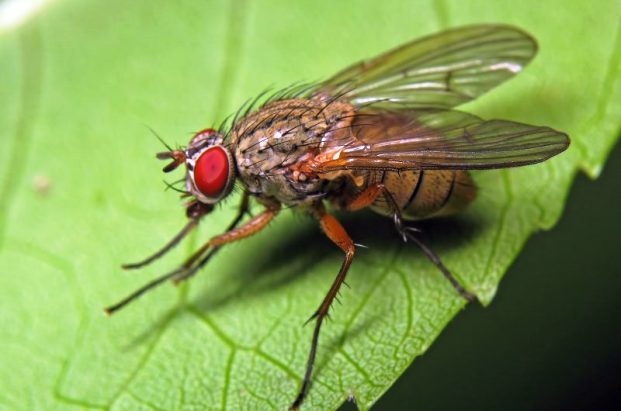 Как защитить урожай от луковой мухи