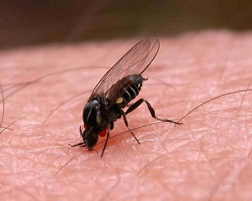 Безопасен ли укус мухи