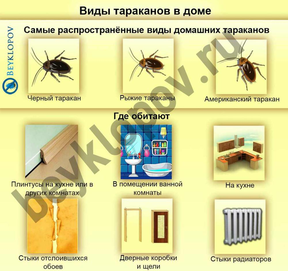 Какие виды тараканов встречаются в домах