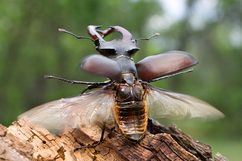 Секреты жизни жуков-рогачей