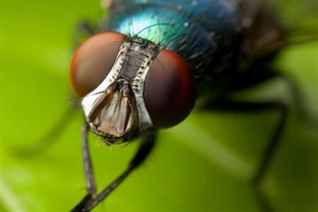 Плодовые мухи: 5 простых способов избавиться