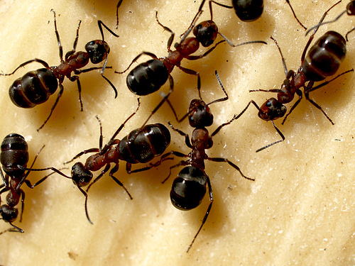 Уничтожение муравьев в доме при помощи борной кислоты