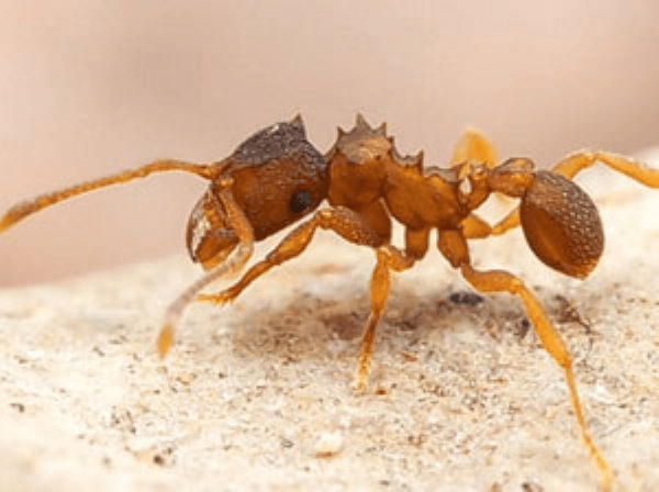 Как бороться с домашними рыжими муравьями