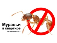 Как избавиться от красных муравьев дома