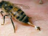 Пчелиный укус: польза или вред