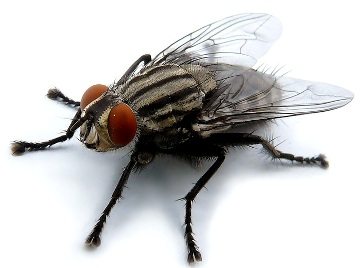 Жизнь и привычки домашних мух